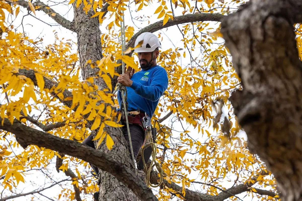 Skilled Tree Pruning crew working in Creston